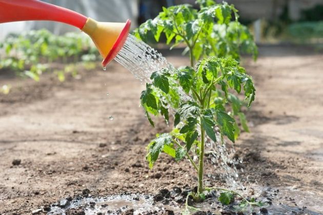 10 неочевидных ошибок выращивания помидоров, которые допускают даже опытные дачники