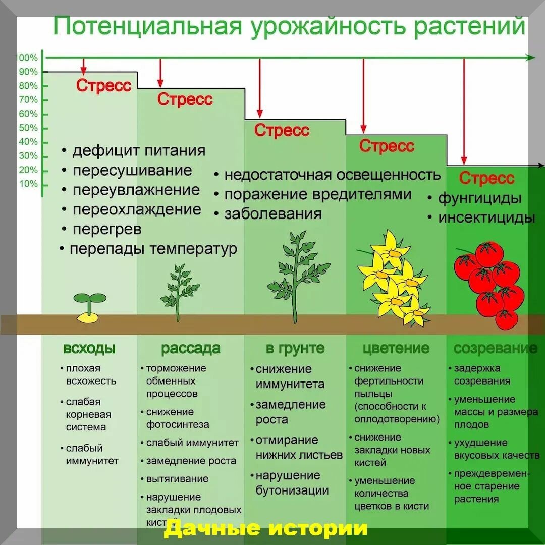 как повысить раст фото 37