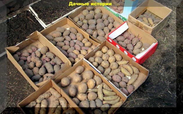 Советы по подготовке и посадке картофеля: подробная инструкция для начинающих дачников