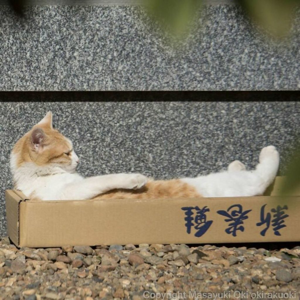 Японские бездомные коты