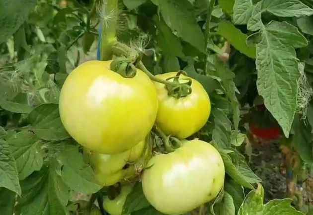 Что нужно томатам в июле-августе для сладости и обильного плодоношения
