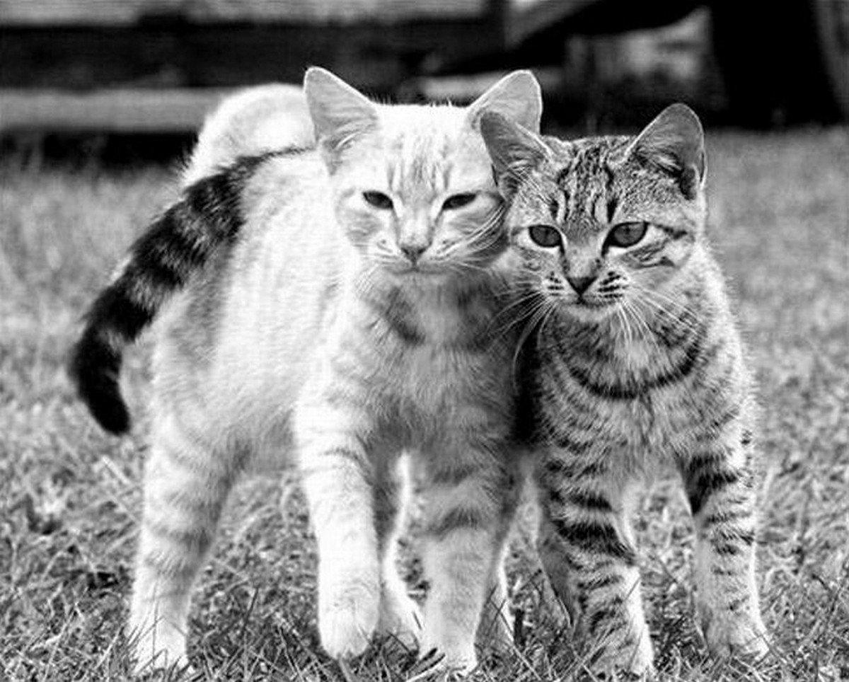 Кошки и т д. Коты. Котики вместе. Два котенка. Кошки друзья.