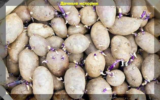 Советы по подготовке и посадке картофеля: подробная инструкция для начинающих дачников