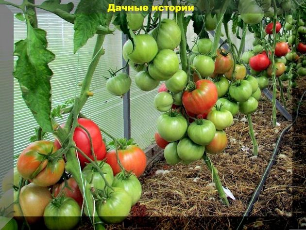 Август: как получить хороший урожай томатов и уберечь их от разных проблем
