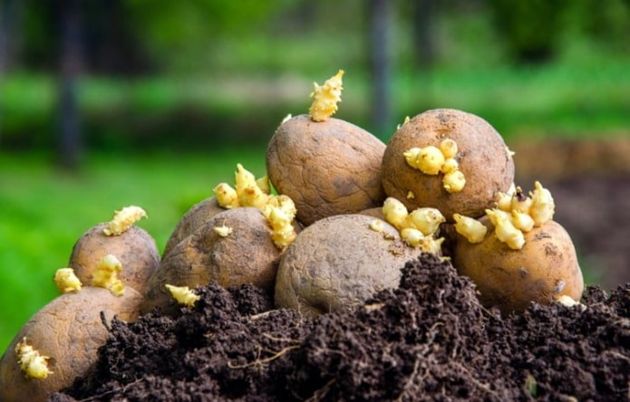 7 популярных ошибок выращивания картофеля, которые могут оставить без урожая