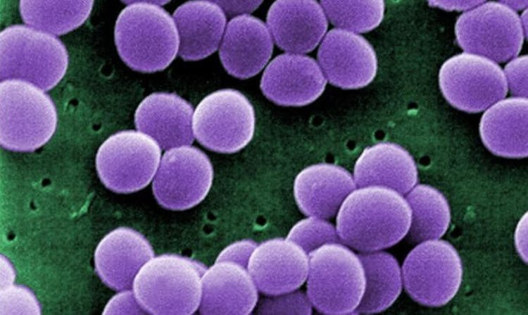 Бактерии Staphylococcus pseudintermedius