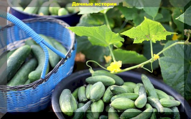 Огурцы в конце сезона: омолаживаем растение, защищаем от болезней и вредителей, маринованные и квашенные огурцы на любой вкус