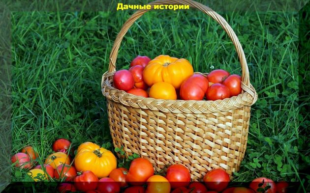 Томатные хитрости: томаты в июле или двадцать пять ответов на вопросы от начинающих дачников