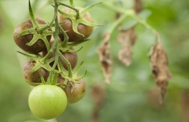 7 причин скручивания листьев томатов и способы решения проблем