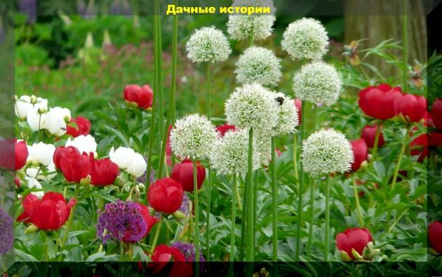 Сад и огород в июне: июньская цветущая клумба и овощные культуры которые не поздно посеять в июне