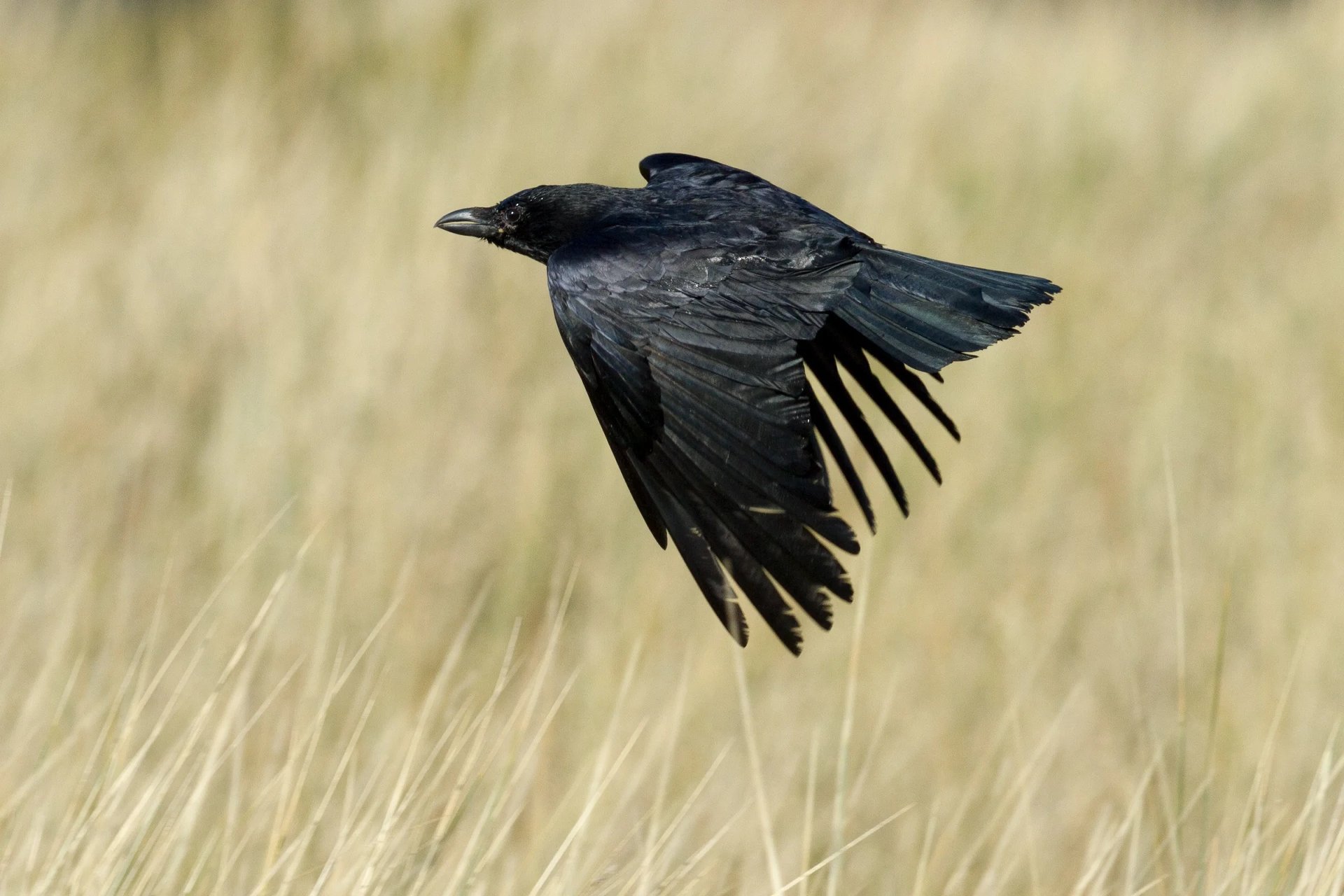 Crow прохождение. Ворона. Ворон атакует. Большой ворон. Ворон летит.