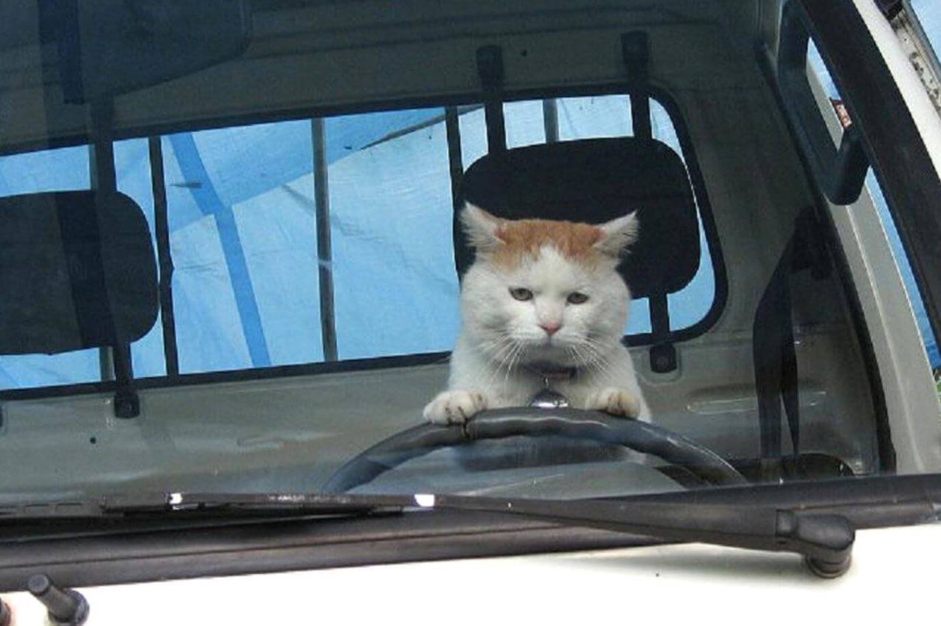 Грустный кот за рулем