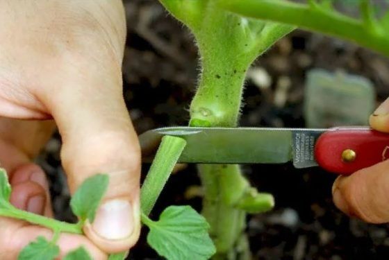 Обрывайте правильно листья у томатов, чтобы они обильно плодоносили и не заболели фитофторой