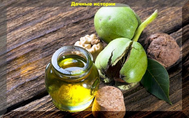 Кора дуба, скорлупа грецкого ореха, заварка — защитники рассады: приготовления препаратов на основе галловых кислот