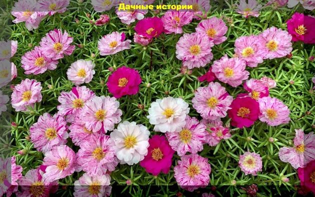 Цветы которые можно посеять в апреле: три десятка цветов сеем рассадой и в открытый грунт
