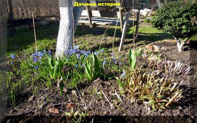 Заботы дачника в апреле: важные мероприятия в рассаднике, саду и огороде