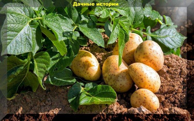 Картофель в августе: три нюанса (секрета), которые должен знать каждый дачник