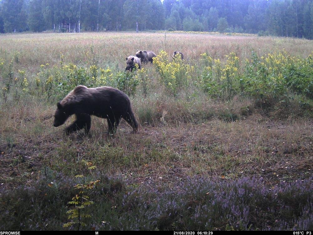 медведи охраняющие поле конопли