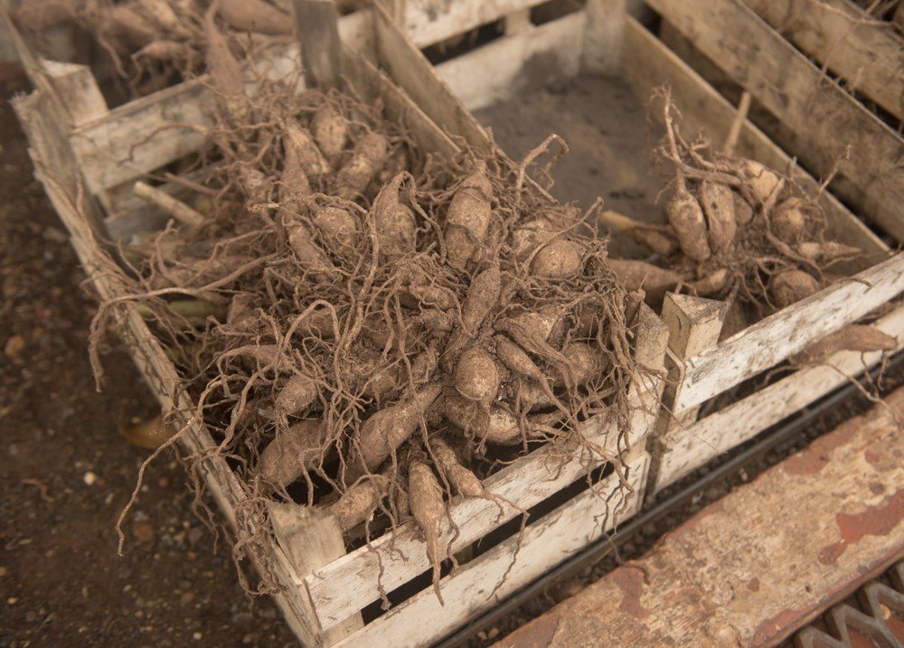 Как выглядят корни георгина после зимы фото