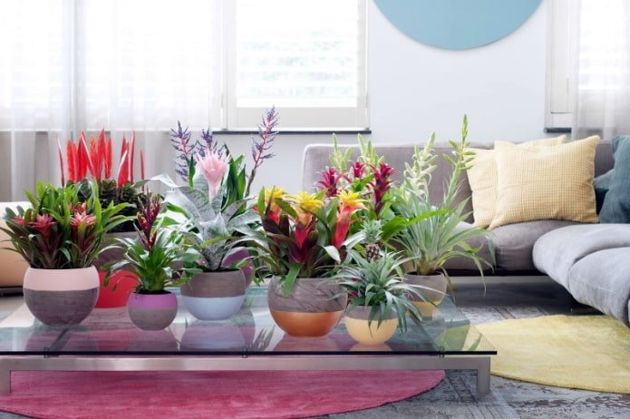 7 лайфхаков, как организовать цветущий сад в в темной квартире.