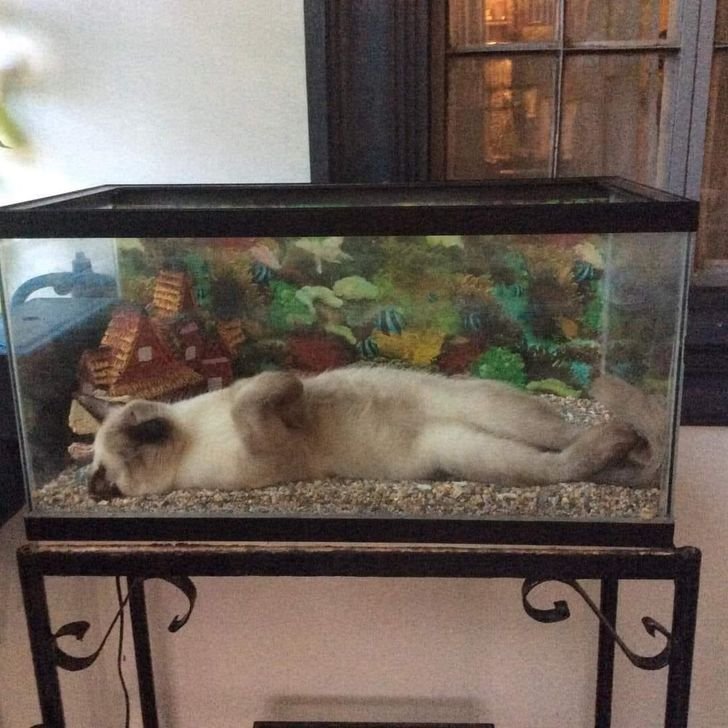  CatsSleepingInAwkwardPositions / Facebook,  ajfoucault / Reddit