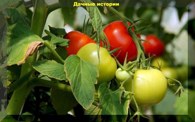 Томатные хитрости: томаты в июле или двадцать пять ответов на вопросы от начинающих дачников