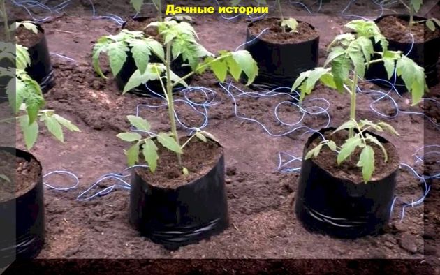 Самая ранняя высадка томатов в теплицу: высаживаем томаты в рукава или применяем пленочное мульчирование