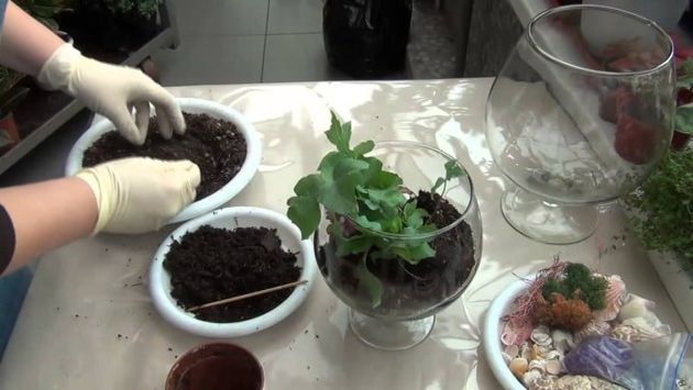 Как самостоятельно сделать флорариум? – пошаговая инструкция и примеры для вдохновения