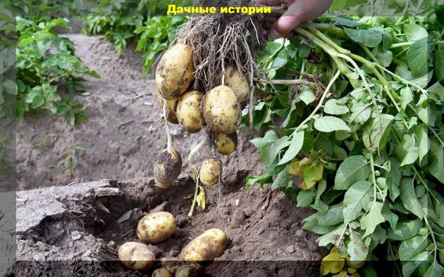 Четыре главных правила ухода за картофелем в первой половине сезона: окучивание картофеля и прочие картофельные дела