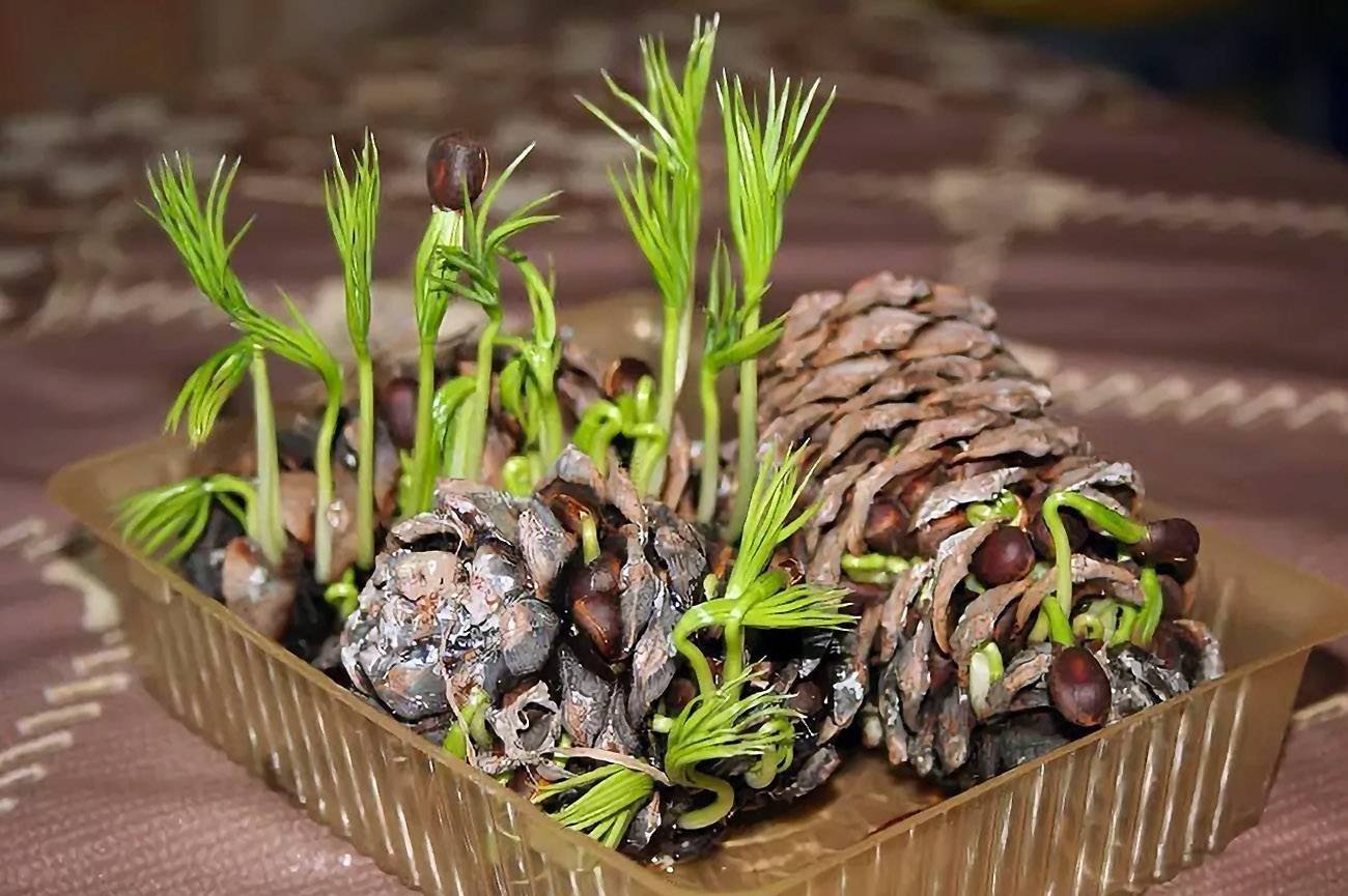 Как посадить кедр из орешка в домашних условиях пошагово с фото