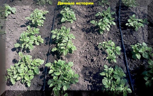 Правильный полив и защита от колорадского жука: главные моменты в уходе за картофелем в первой половине лета
