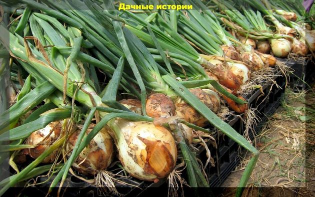 13 вопросов и ответов и 10 важных правил по уходу и выращиванию лука, обязательных к исполнению