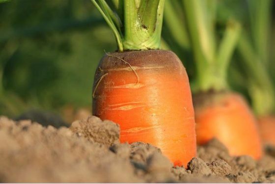 «Хитрый» способ посадки моркови, который увеличивает урожай в 2 раза