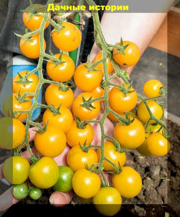 Высадить рассаду помидоров и не наделать ошибок: полезные подсказки как избавить рассаду от стресса при высадке