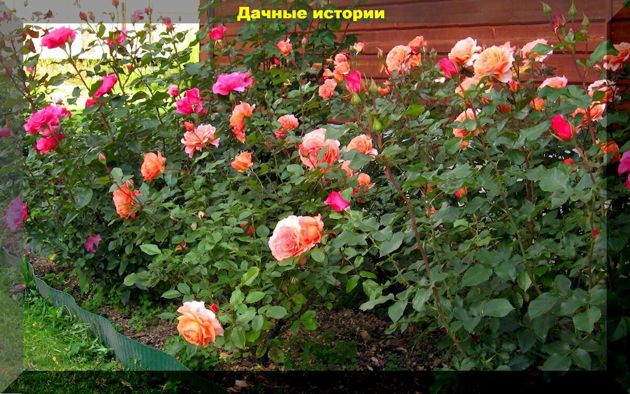 Июль — грамотный уход за розами, как залог пышного и продолжительного цветения в этом и следующим сезоне