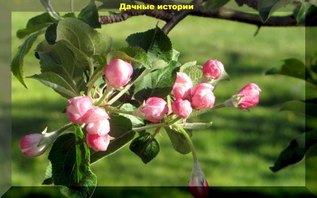 С марта по ноябрь. Календарь ухода за яблоней и грушей, для начинающего дачника