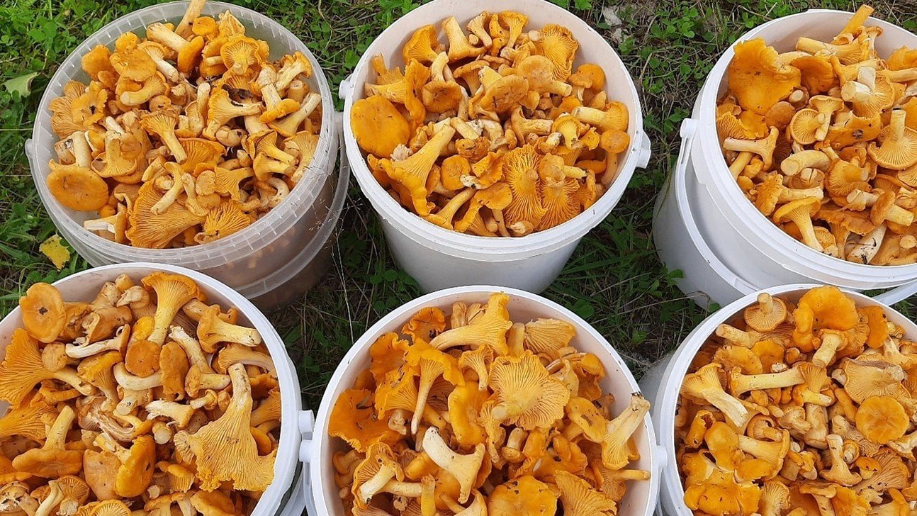 Собираем лисички на даче. Где собирают лисички в новосибирске. Грибы в августе. Грибы собранные. Грибы.