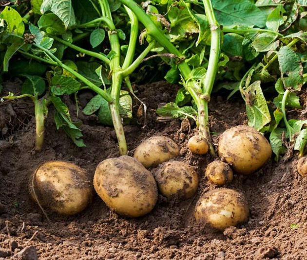 Простой агроприем, чтобы получить только крупный урожай картофеля