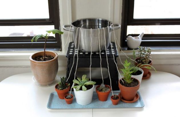 Как сделать автополив для комнатных растений своими руками? – 6 простых идей и рекомендации