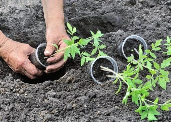Ошибки, которые допускают огородники при высадке томатов в грунт, рискуя остаться без рассады и урожая
