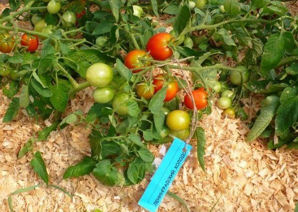 Никогда не вожусь с рассадой помидоров, а сажаю семена сразу в грунт: 10 сортов для выращивания безрассадным способом