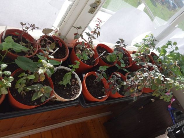 Как сделать автополив для комнатных растений своими руками? – 6 простых идей и рекомендации
