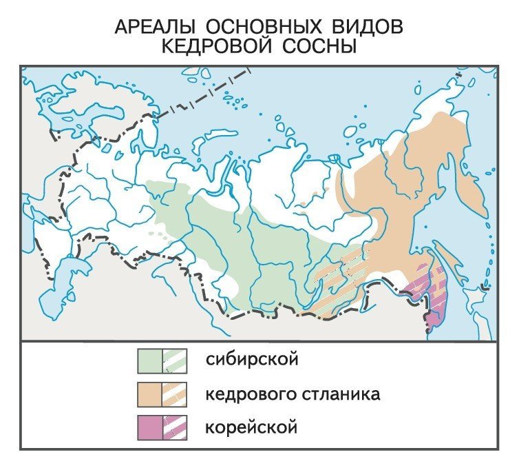 Карта где растет береза