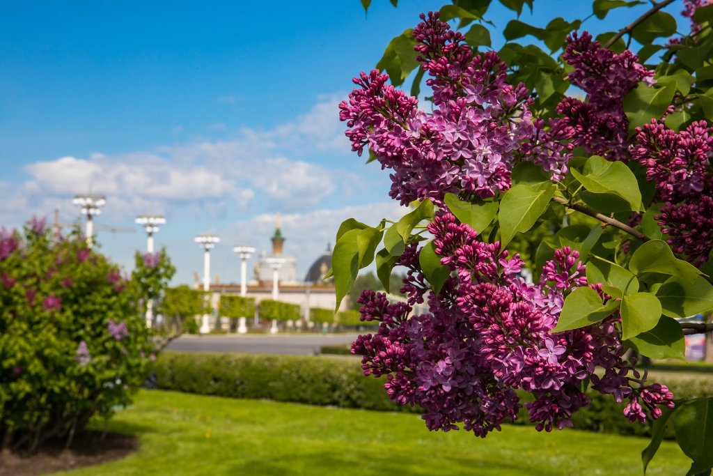 Царское село сирень