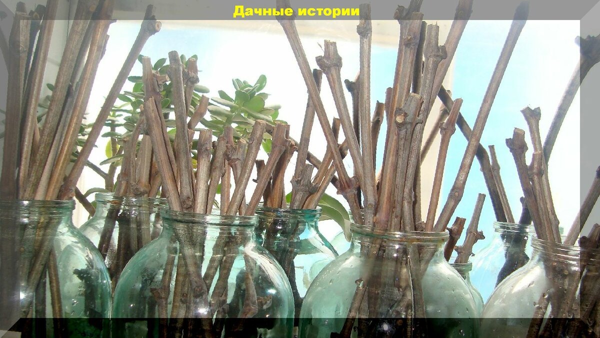 зимующие черенки винограда. зимующие черенки винограда. хранилище для саженцев. хранение черенков винограда зимой в погребе. хранение черенков винограда в погребе.