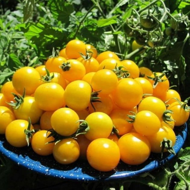 10 самых необычных сортов томатов, которые будут радовать на вкус и цвет