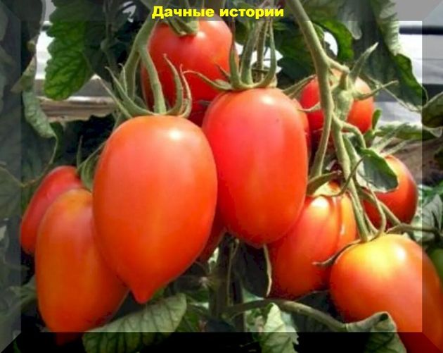 Консервация помидор — только научный подход. Сорта для вяленья и консервации