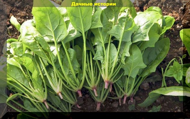 Холодоустойчивые и требовательные к влаге овощи которые нужно посеять в апреле