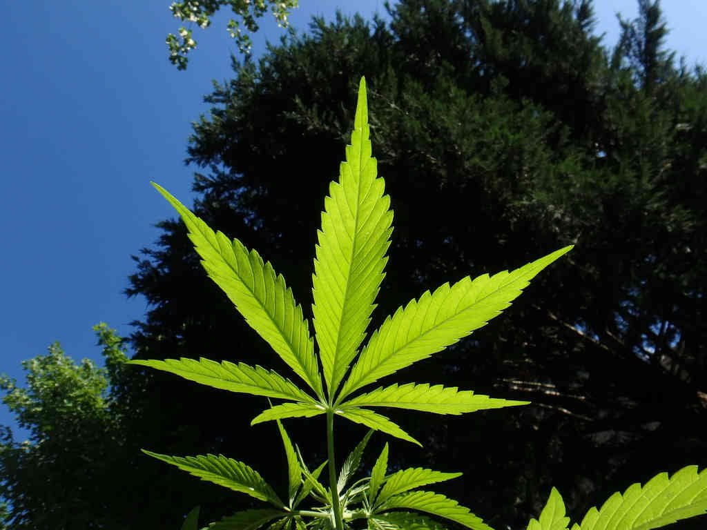 Конопля растение рода cannabis tor browser скачать бесплатно на телефон gidra