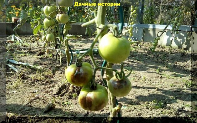 Защита томатов от вершинной гнили и фитофтороза, а так же проверенные способы увеличения урожая